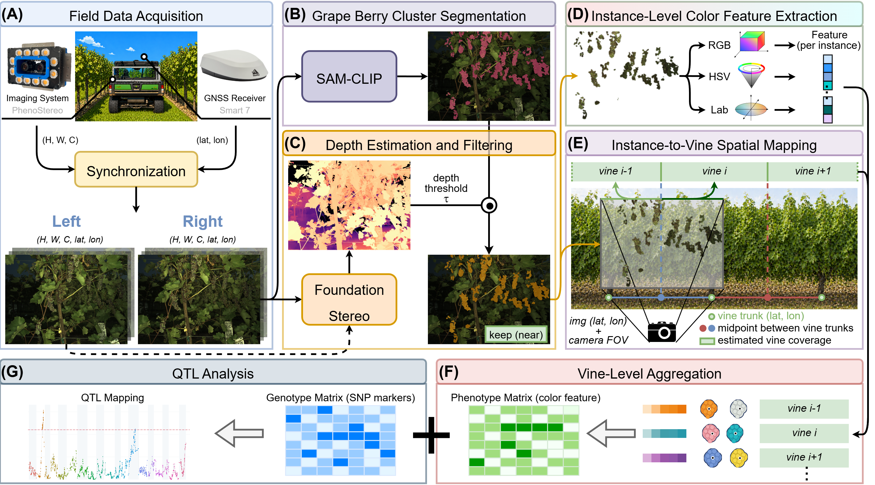 Robot-Enabled Field Phenotyping of Grape Berry Cluster Color Using Multimodal Vision Foundation Models for Genetic Mapping cover image